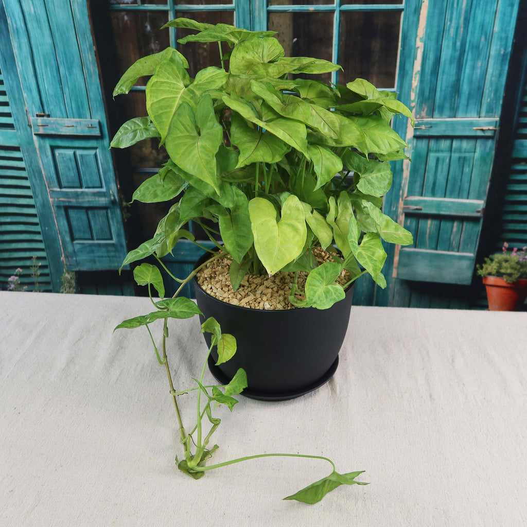 Syngonium ‘Berry Allusion’