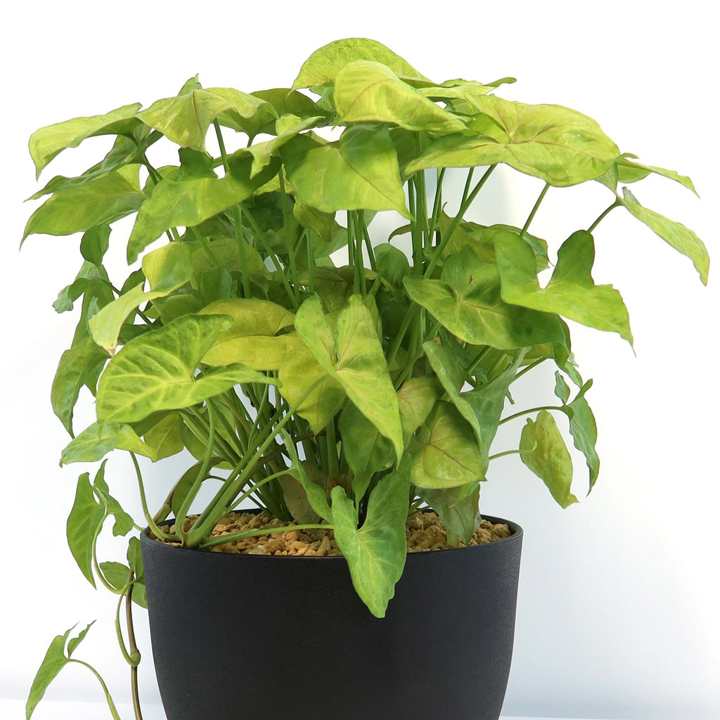 Syngonium ‘Berry Allusion’