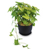Syngonium ‘Berry Allusion’