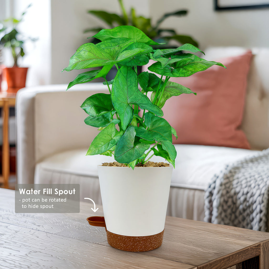 Syngonium ‘Berry Allusion’