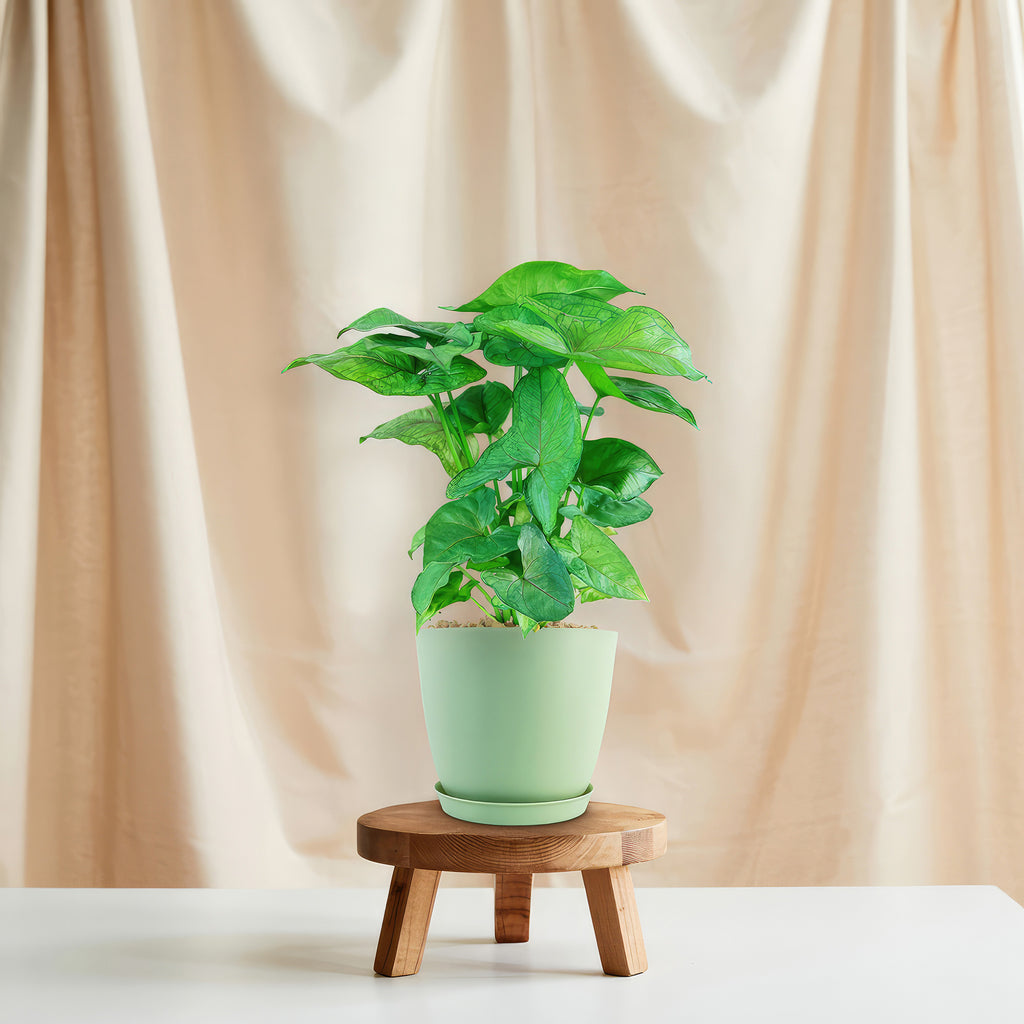 Syngonium ‘Berry Allusion’