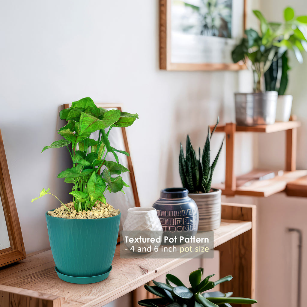 Syngonium ‘Berry Allusion’