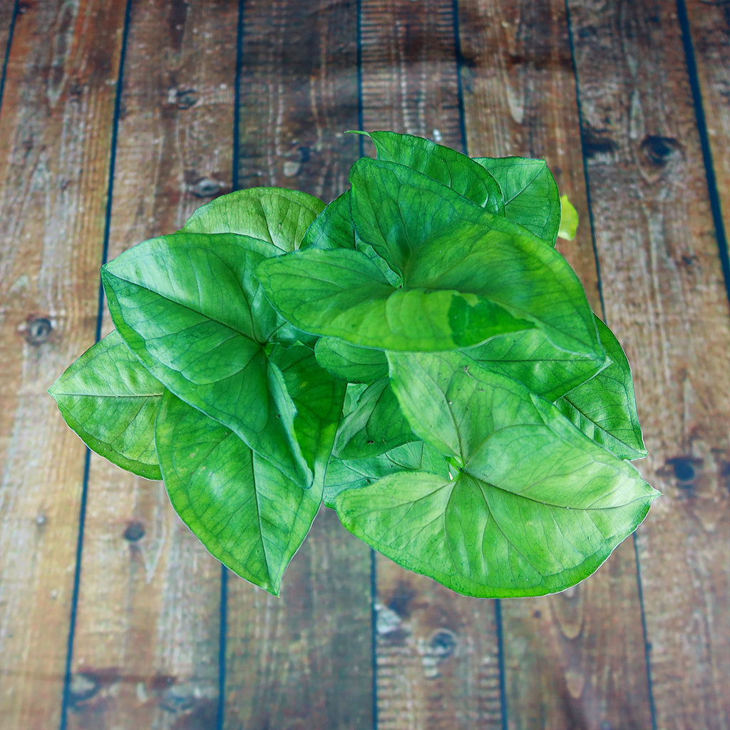 Syngonium ‘Berry Allusion’
