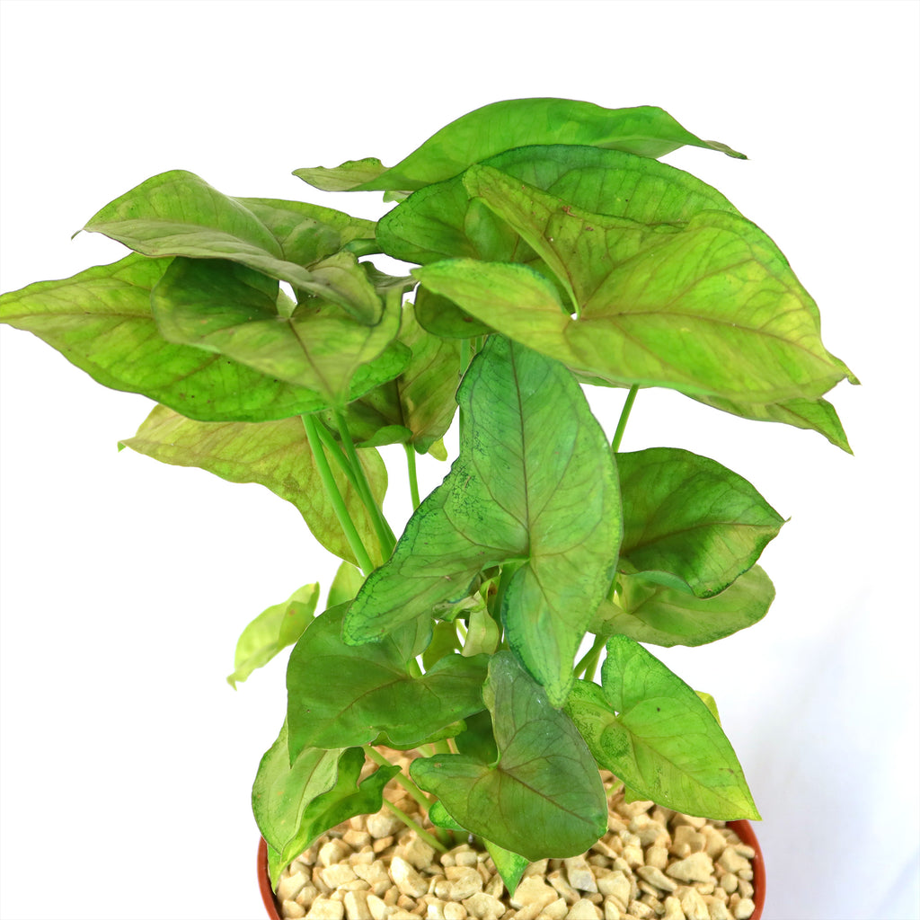 Syngonium ‘Berry Allusion’