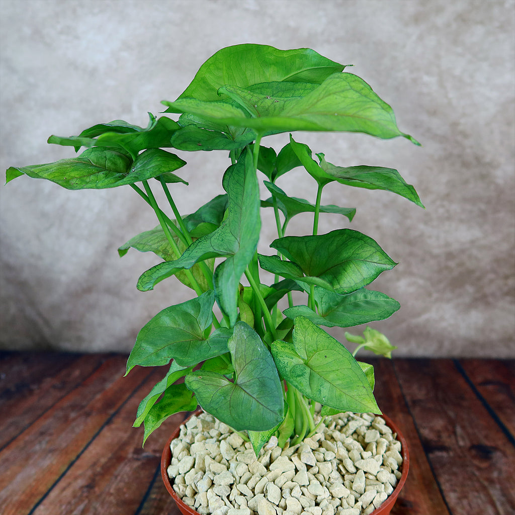 Syngonium ‘Berry Allusion’