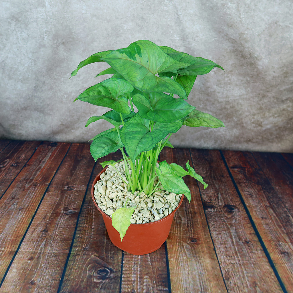 Syngonium ‘Berry Allusion’