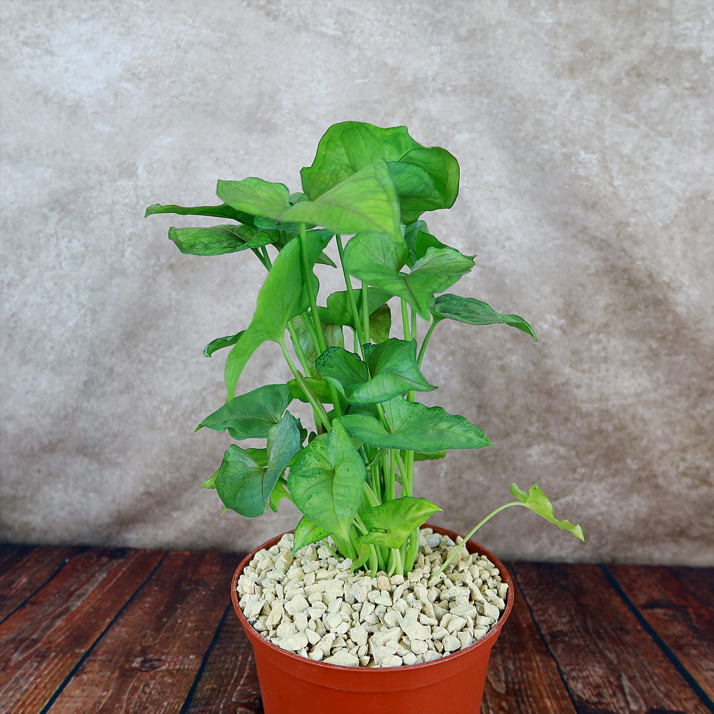 arrowhead plant pot Syngonium ‘Berry Allusion’ 1 gal. / Light Green / Without Pot