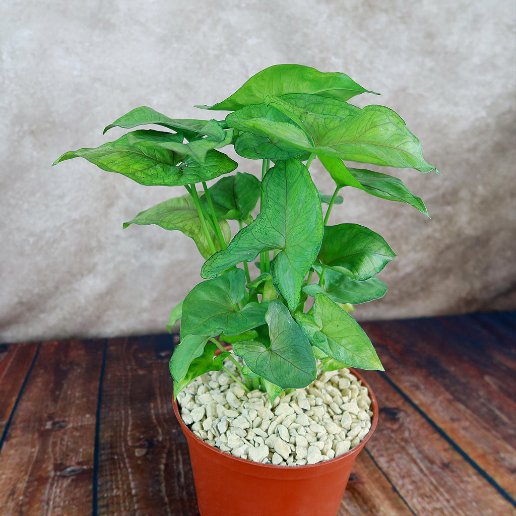 Syngonium ‘Berry Allusion’