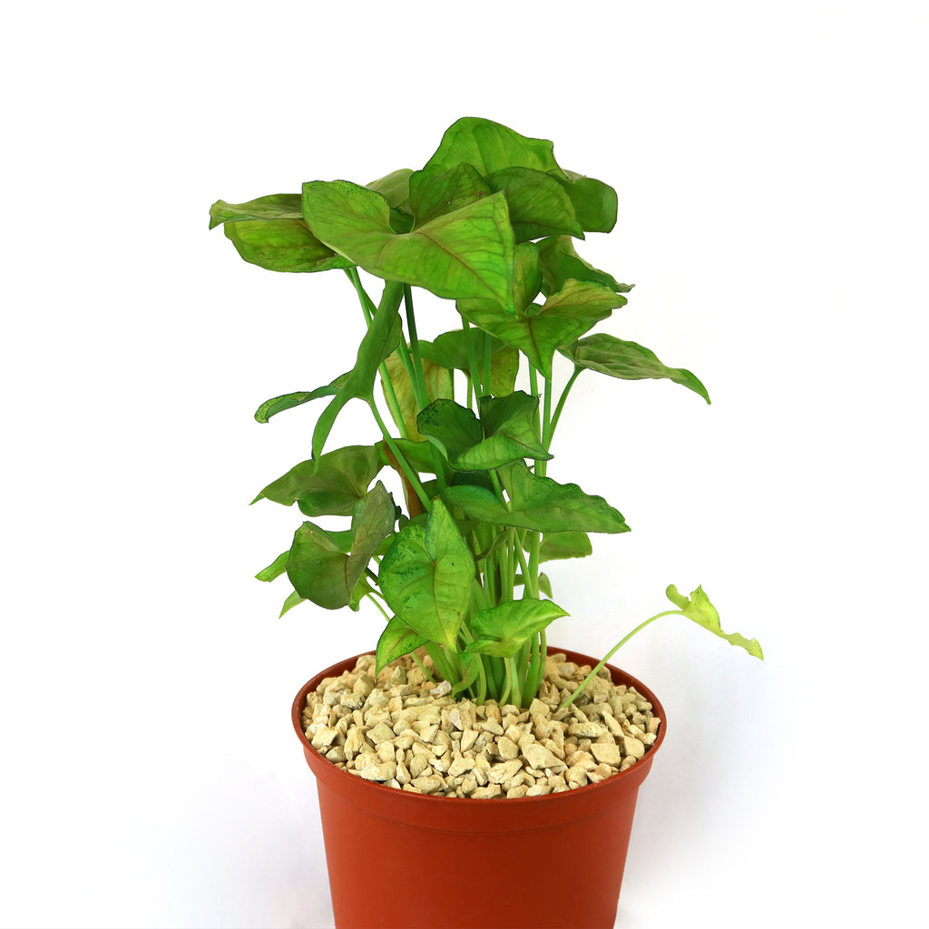 Syngonium ‘Berry Allusion’