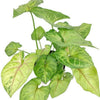 Syngonium ‘Berry Allusion’
