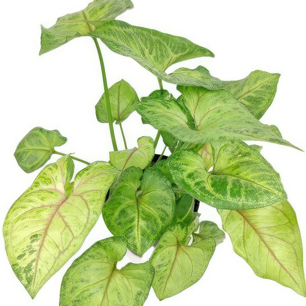 Syngonium ‘Berry Allusion’