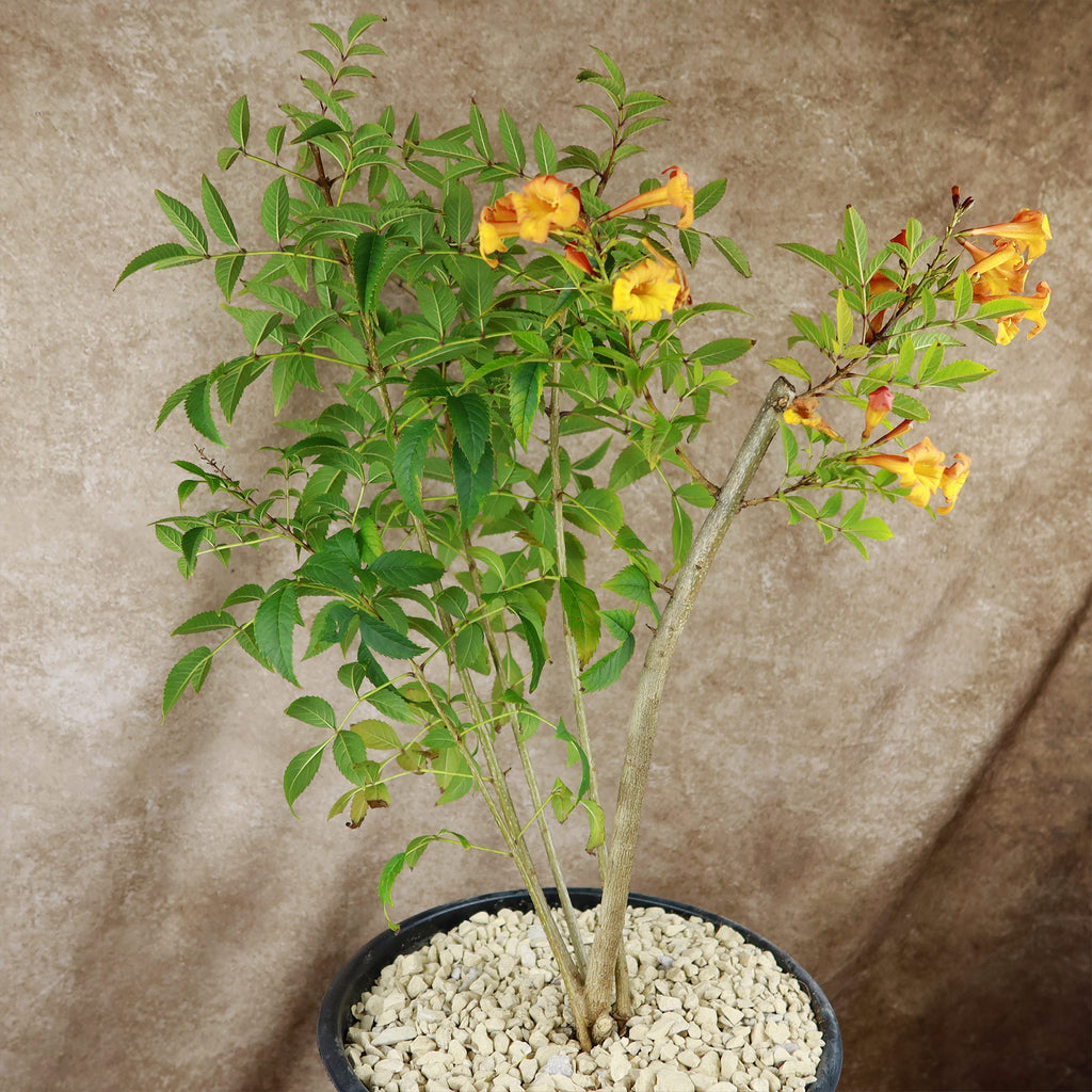 Chicklet orange trumpet bush- Tecoma Stans ‘Orange Jubilee’