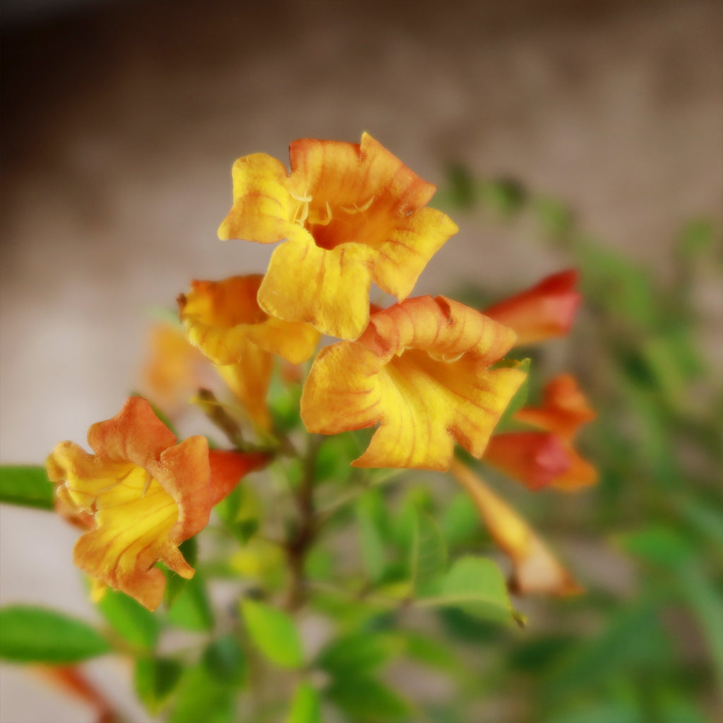 Chicklet orange trumpet bush- Tecoma Stans ‘Orange Jubilee’