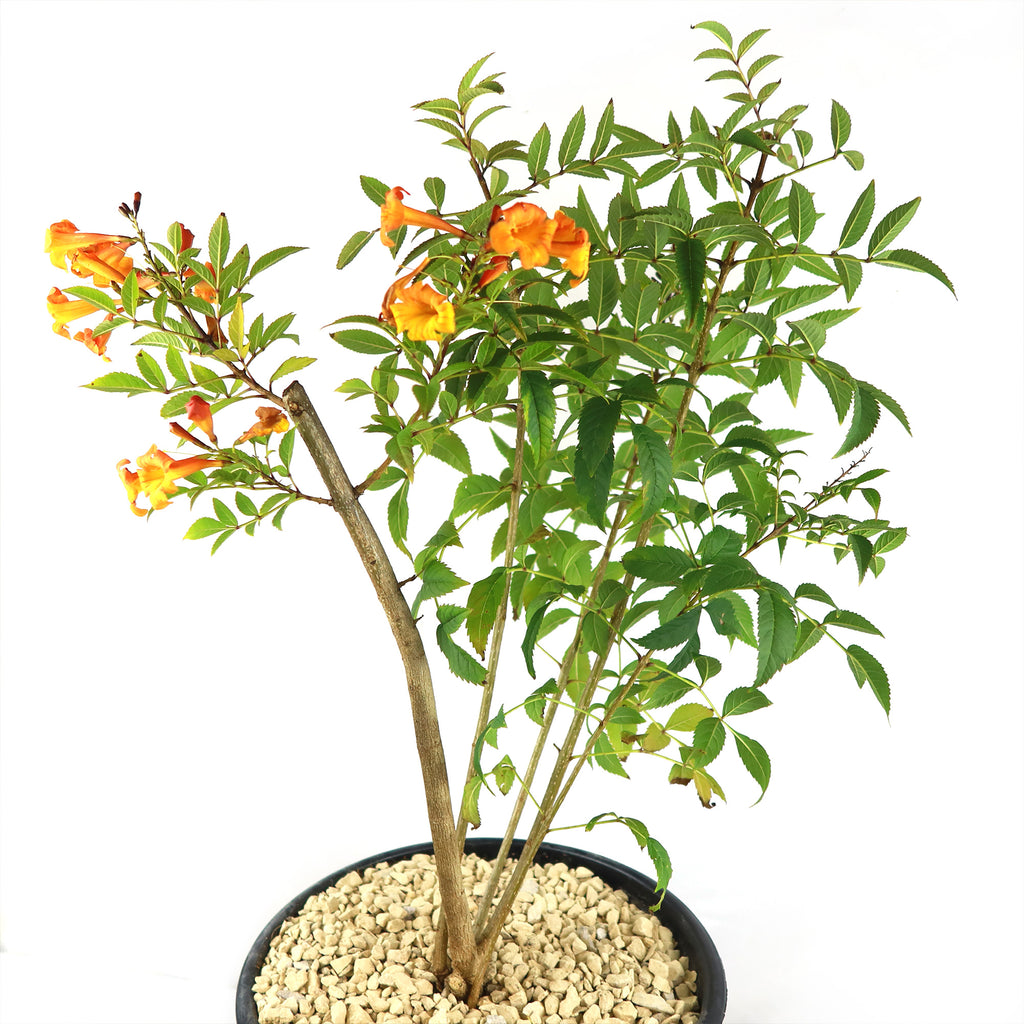 Chicklet orange trumpet bush- Tecoma Stans ‘Orange Jubilee’