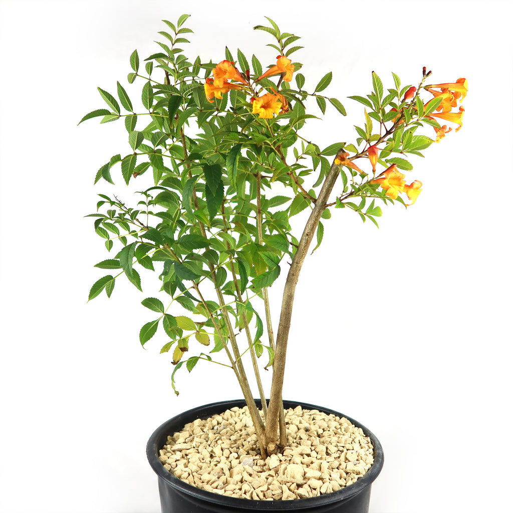 Chicklet orange trumpet bush- Tecoma Stans ‘Orange Jubilee’