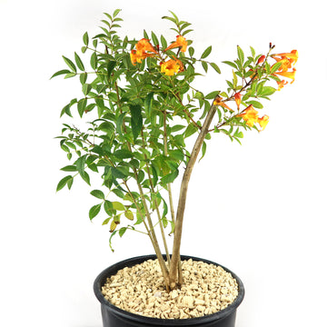 potted plant with orange flowers Shop 'Tecoma Stans Orange Jubilee' Care & Info