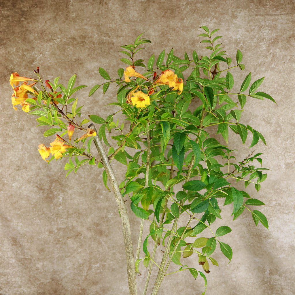 Chicklet orange trumpet bush- Tecoma Stans ‘Orange Jubilee’