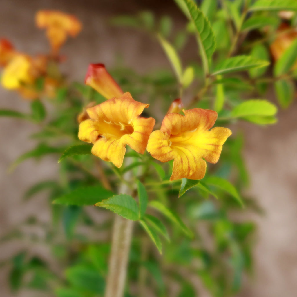 Chicklet orange trumpet bush- Tecoma Stans ‘Orange Jubilee’