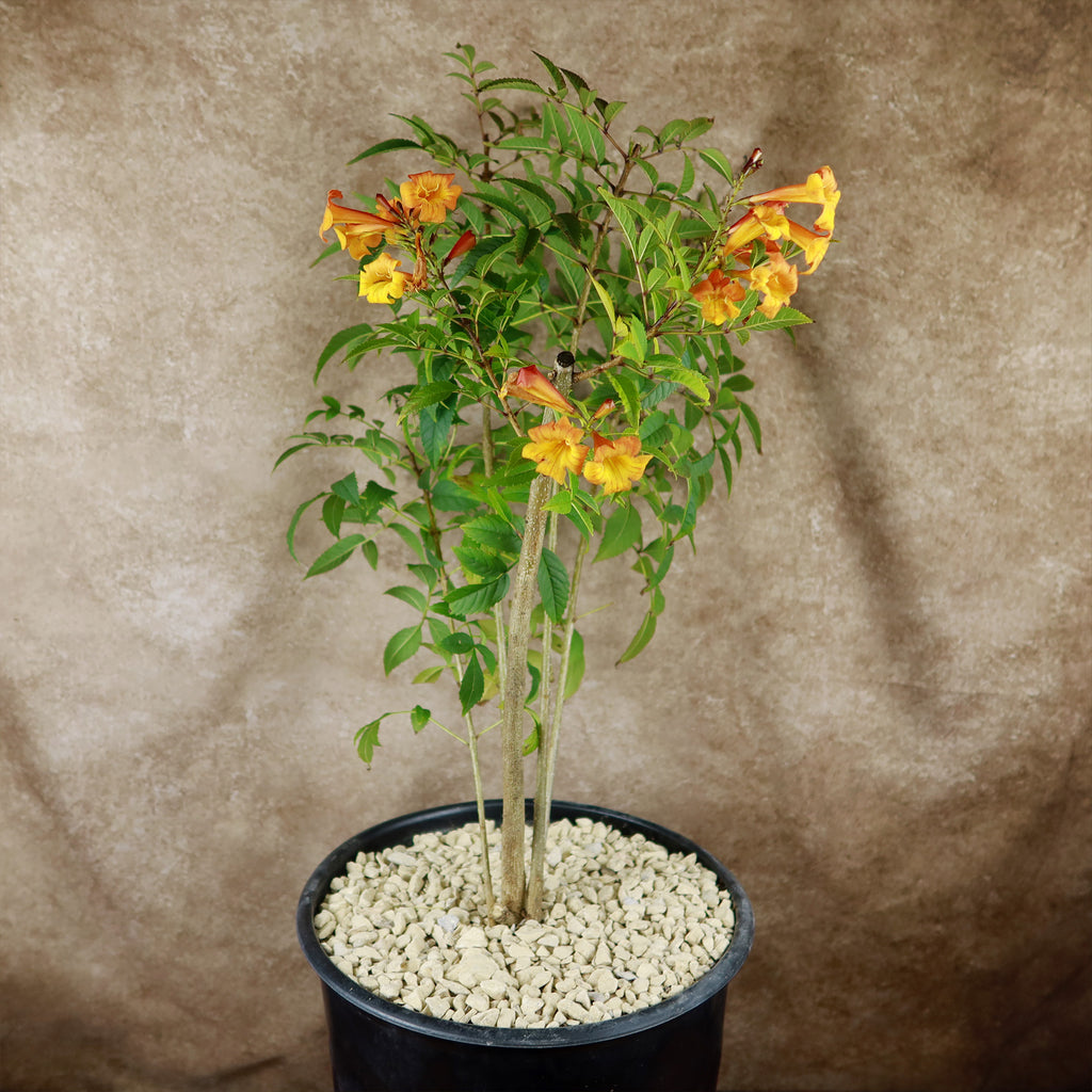 Chicklet orange trumpet bush- Tecoma Stans ‘Orange Jubilee’