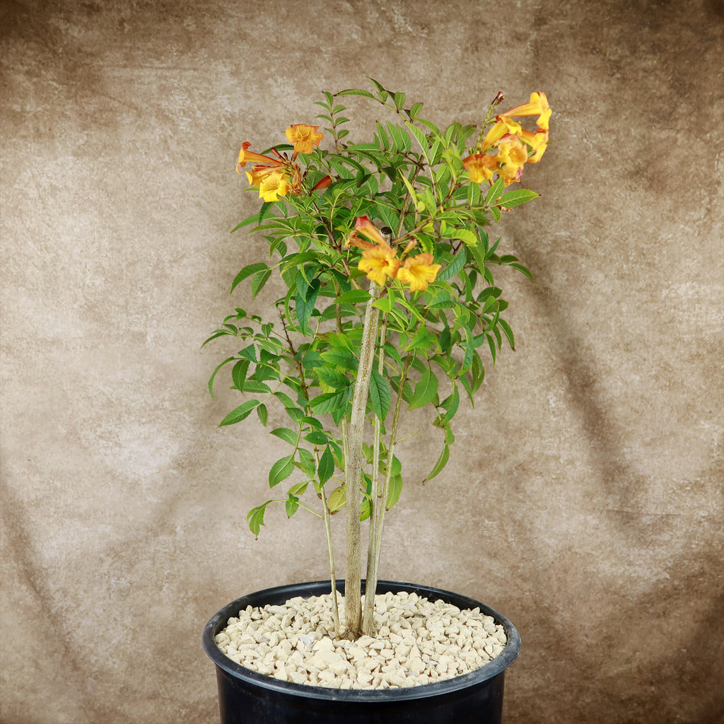 Chicklet orange trumpet bush- Tecoma Stans ‘Orange Jubilee’