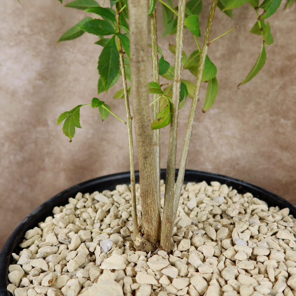 Chicklet orange trumpet bush- Tecoma Stans ‘Orange Jubilee’