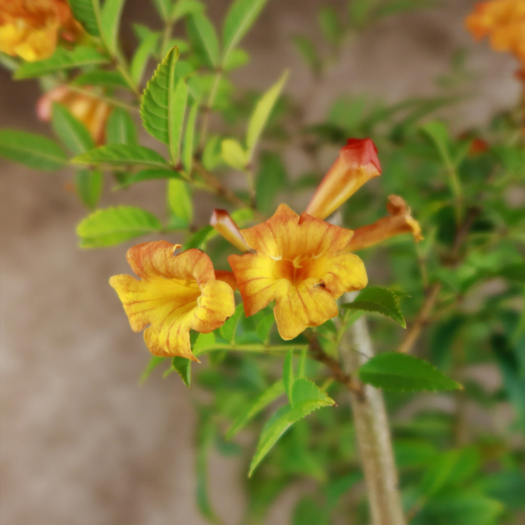 Chicklet orange trumpet bush- Tecoma Stans ‘Orange Jubilee’