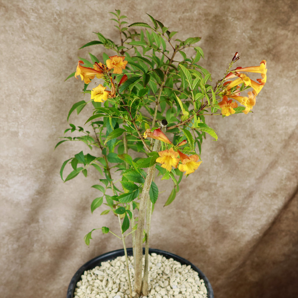 Chicklet orange trumpet bush- Tecoma Stans ‘Orange Jubilee’