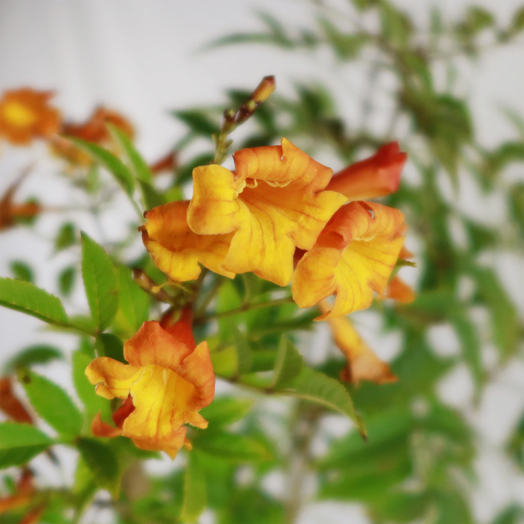 Chicklet orange trumpet bush- Tecoma Stans ‘Orange Jubilee’