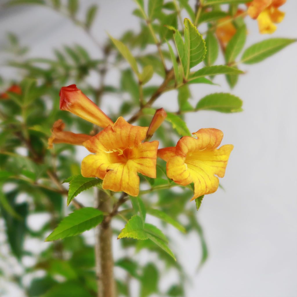 Chicklet orange trumpet bush- Tecoma Stans ‘Orange Jubilee’