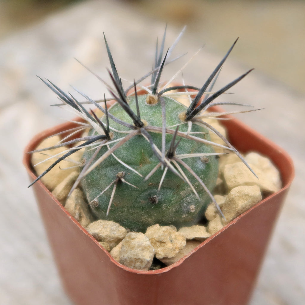 tephrocactus geometricus alexanderi