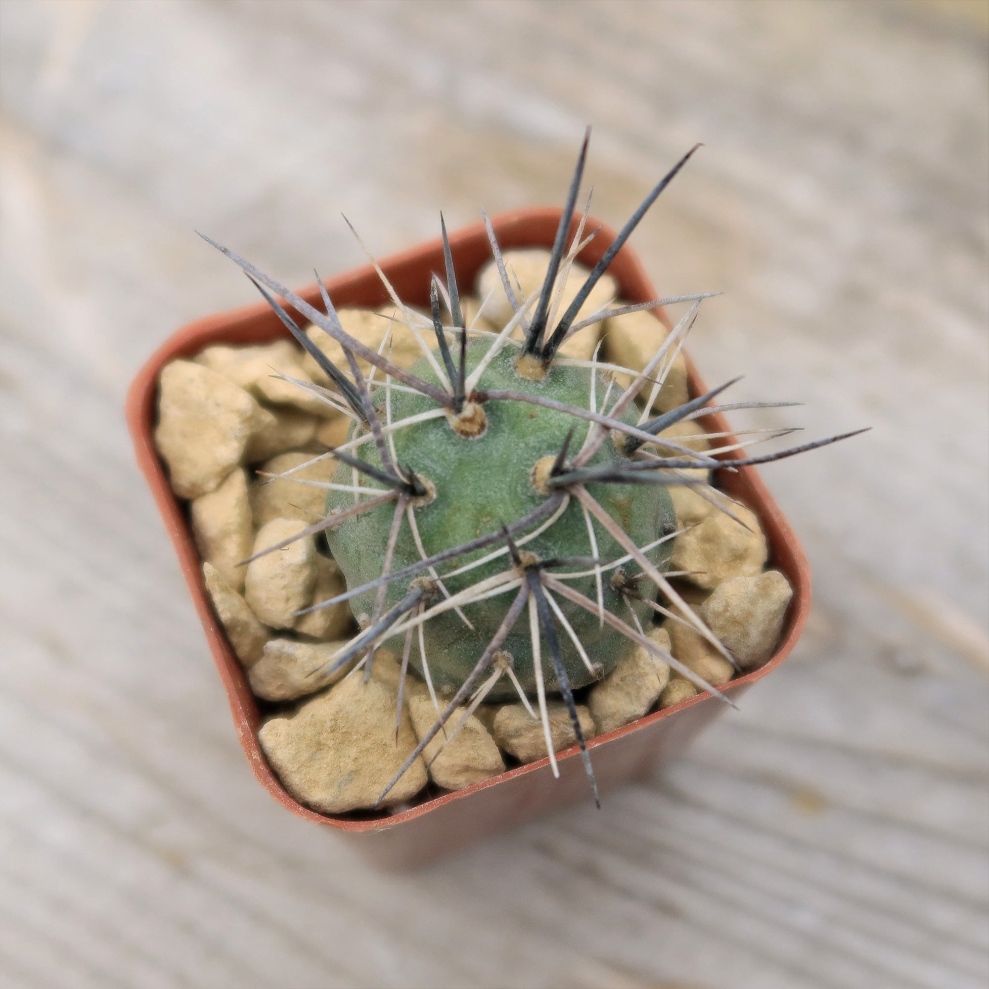 Tephrocactus geometricus alexanderi succulent with long spines in a square pot of light brown rocks, top view on wood surface.