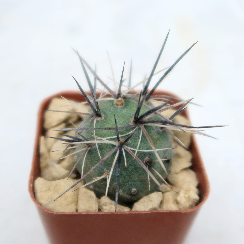 tephrocactus geometricus alexanderi