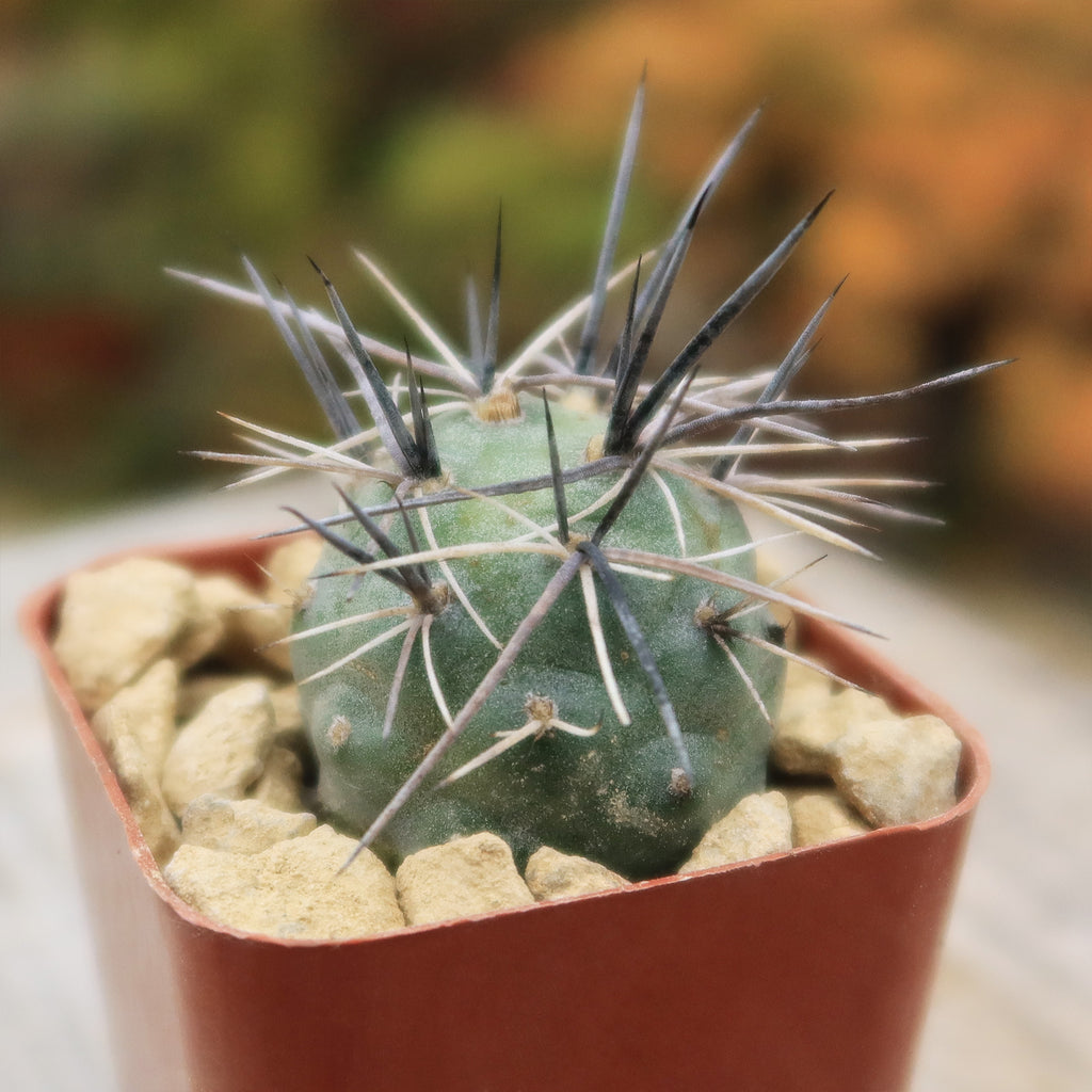tephrocactus geometricus alexanderi