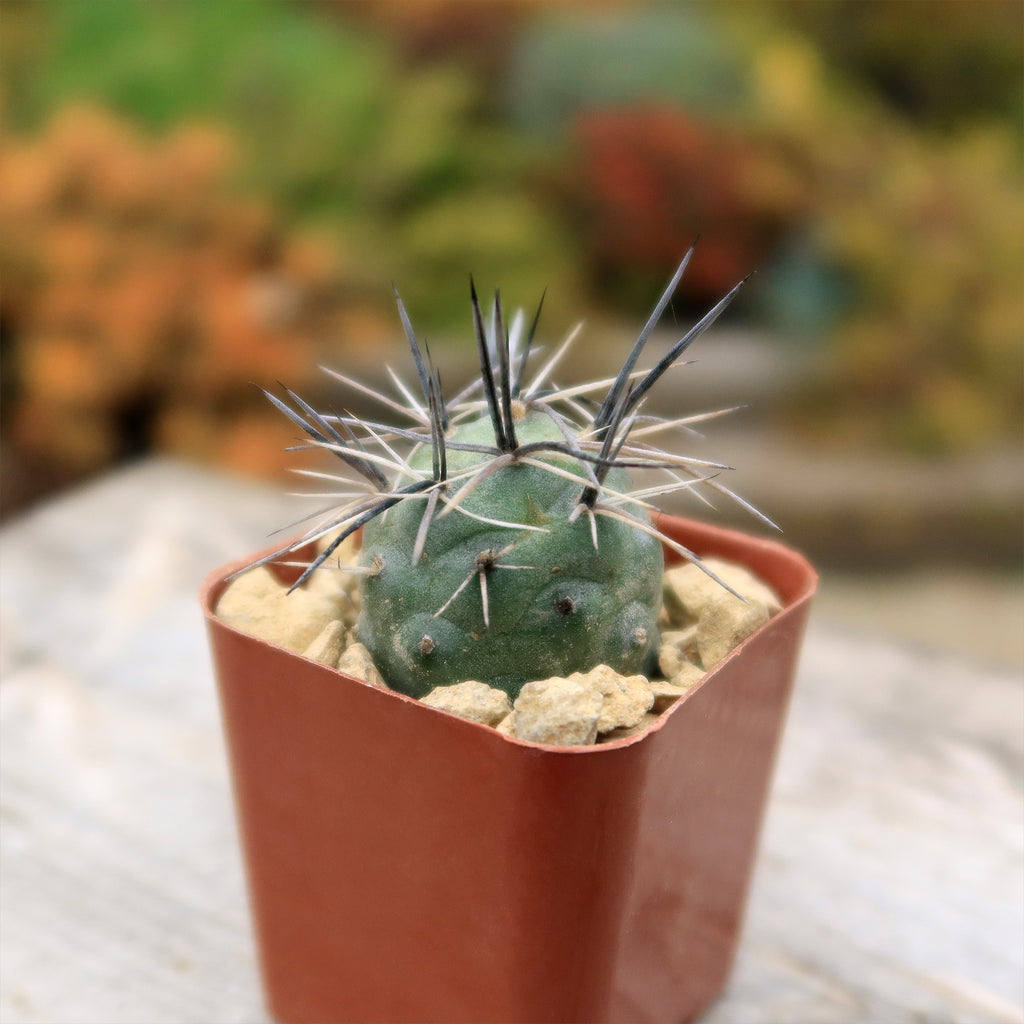 tephrocactus geometricus alexanderi