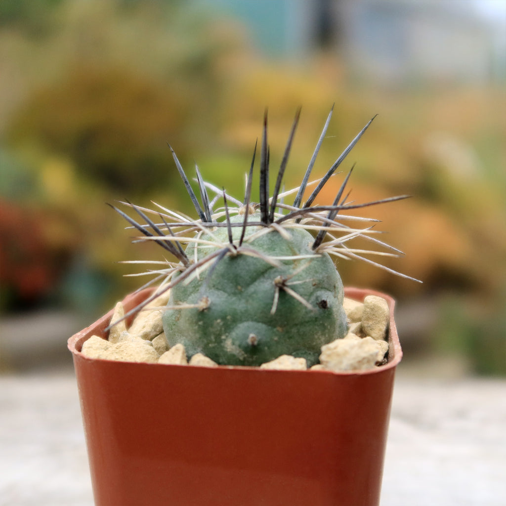 tephrocactus geometricus alexanderi