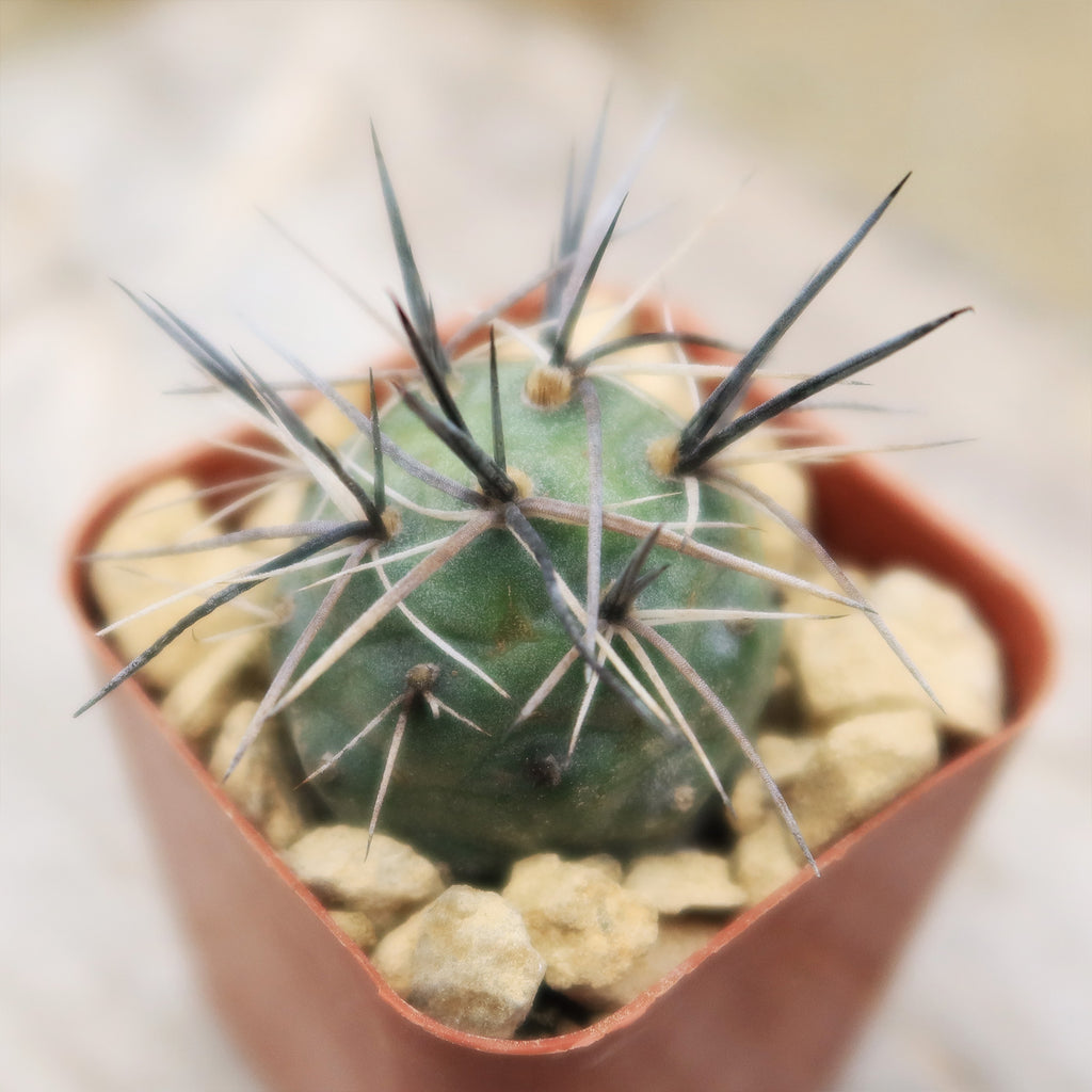 tephrocactus geometricus alexanderi