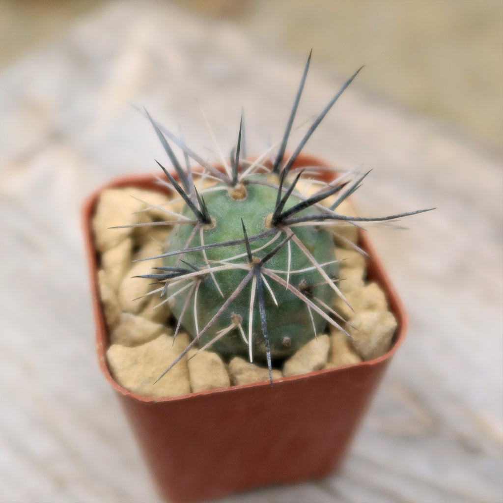 tephrocactus geometricus alexanderi