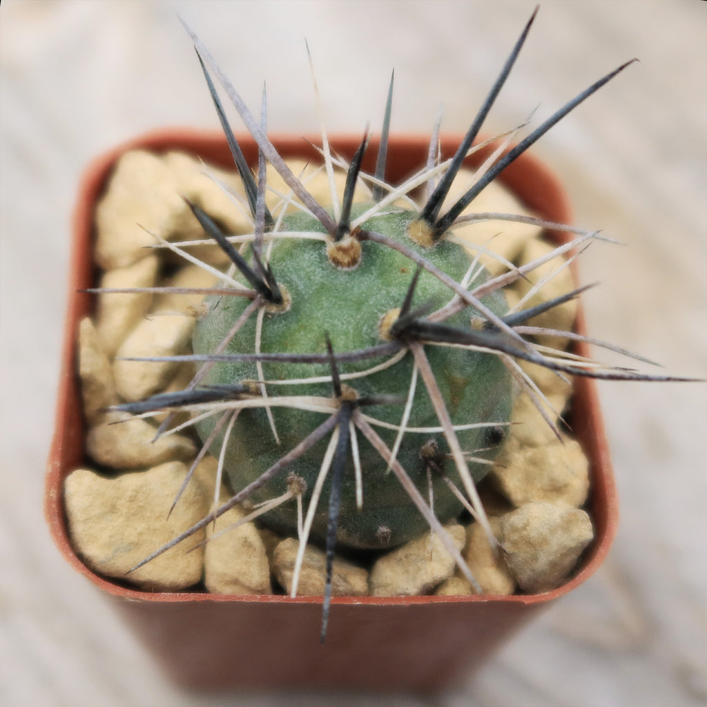 tephrocactus geometricus alexanderi