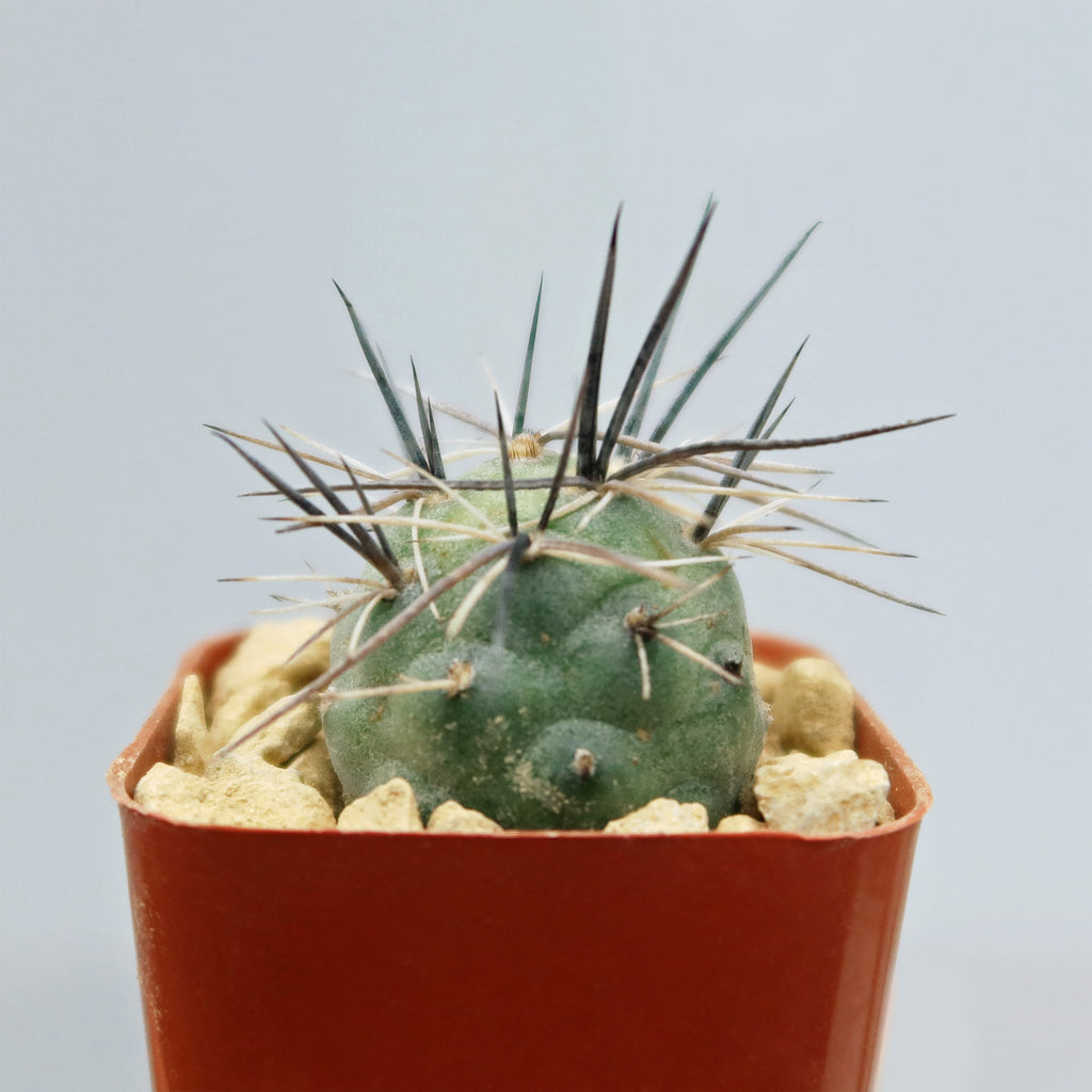tephrocactus geometricus alexanderi