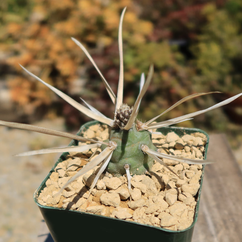 Tephrocactus articulatus v. papyracantus