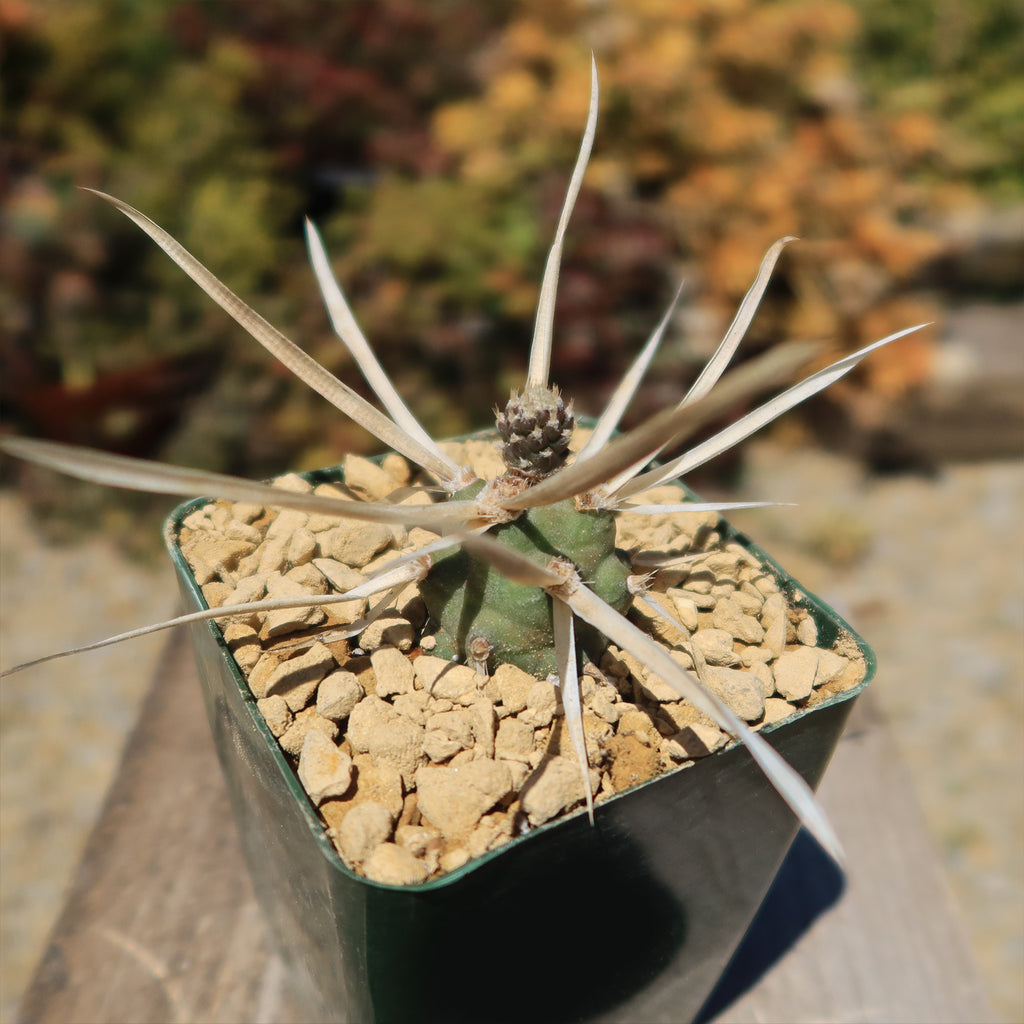 Tephrocactus articulatus v. papyracantus