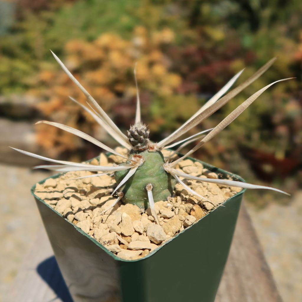 Tephrocactus articulatus v. papyracantus