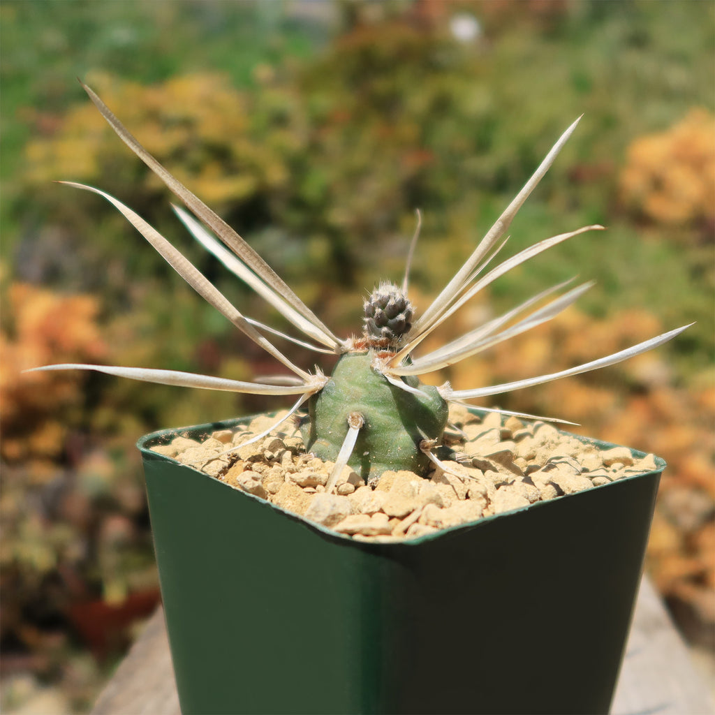 Tephrocactus articulatus v. papyracantus
