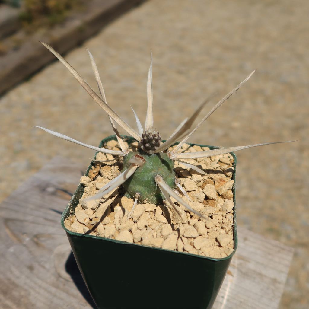 Tephrocactus articulatus v. papyracantus