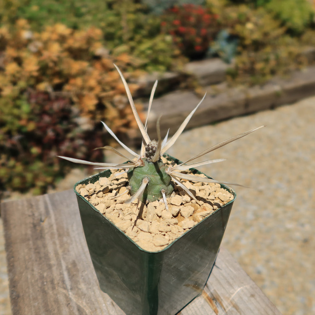 Tephrocactus articulatus v. papyracantus