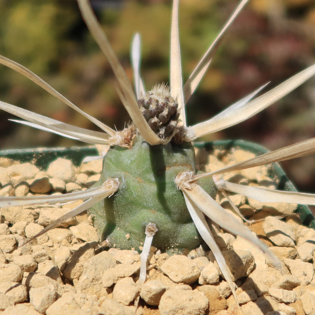 Tephrocactus articulatus v. papyracantus