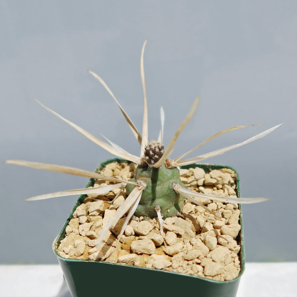 Tephrocactus articulatus v. papyracantus