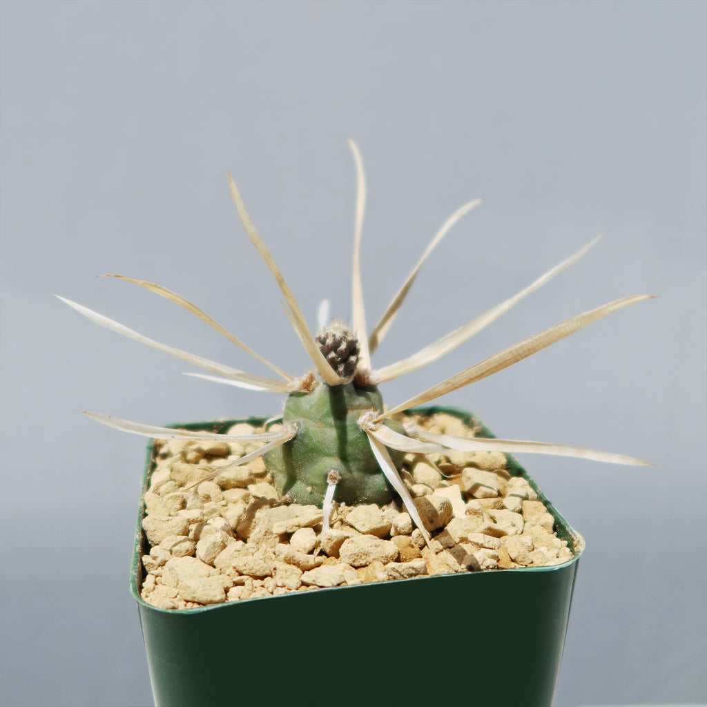 Tephrocactus articulatus v. papyracantus