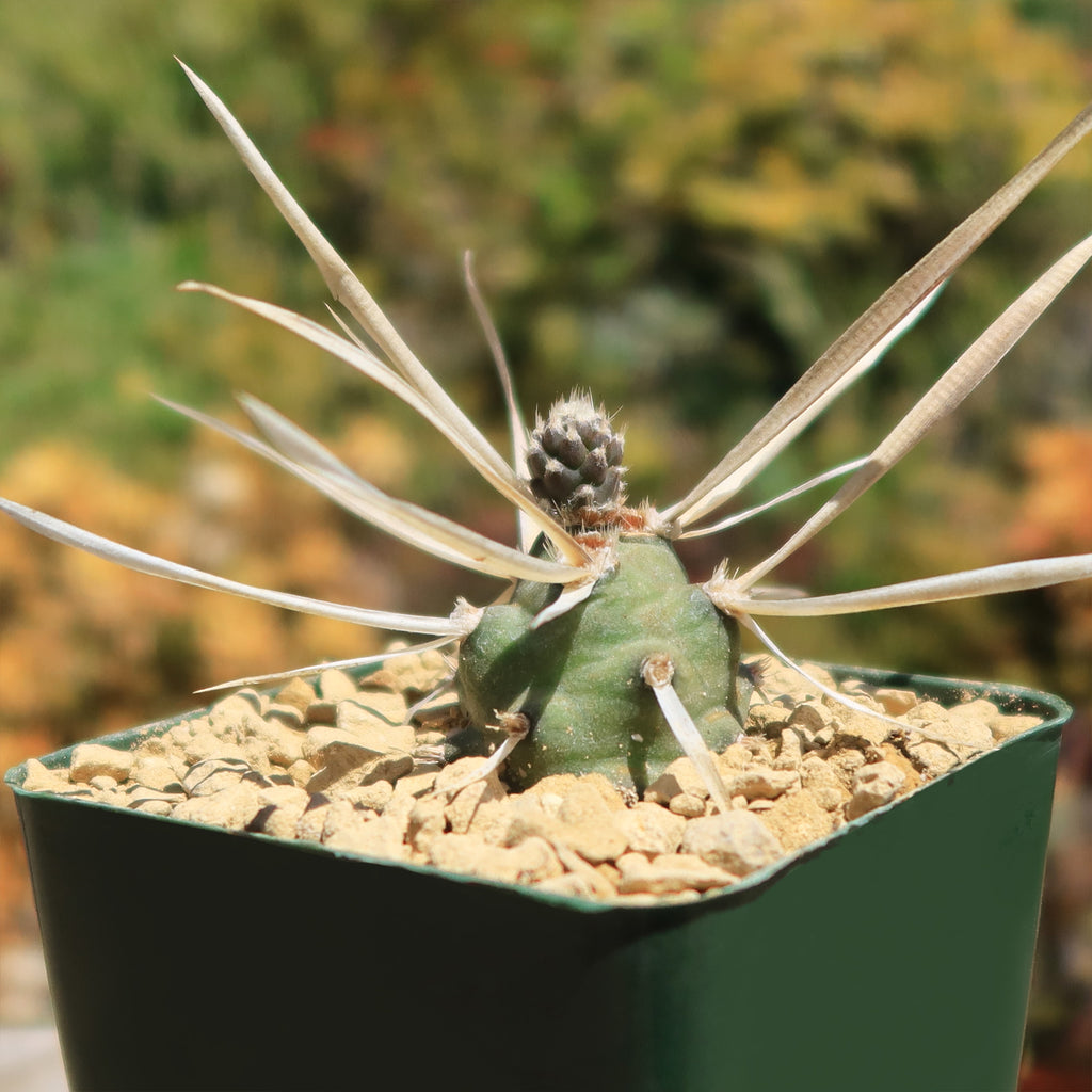 Tephrocactus articulatus v. papyracantus
