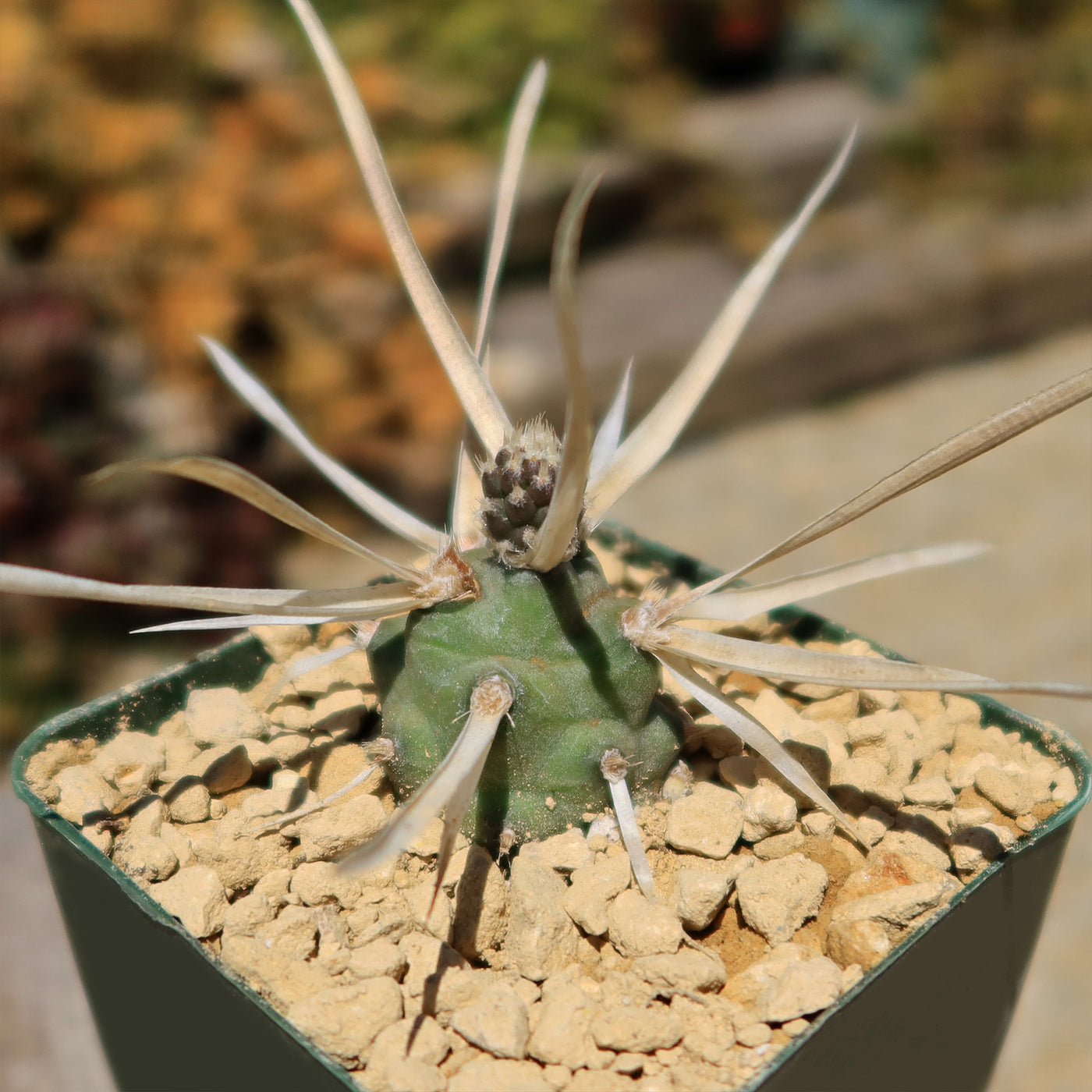 giant paper succulents Tephrocactus articulatus v. papyracantus